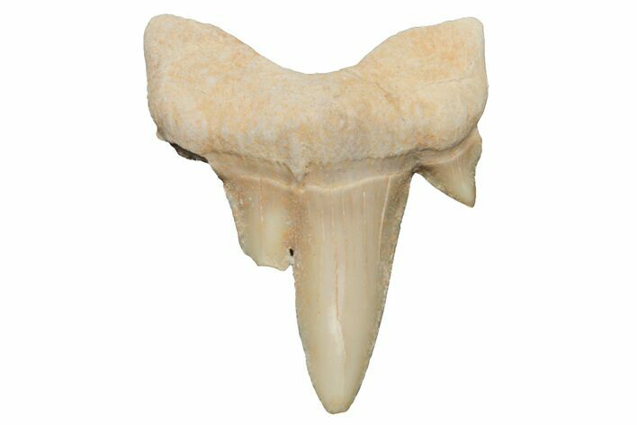 Pathological Otodus Shark Tooth - Morocco #213906
